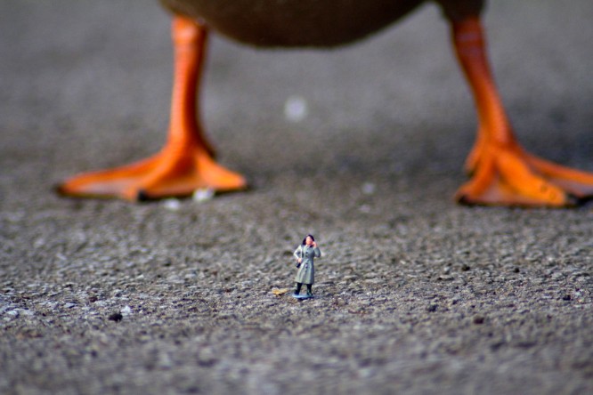 4_duck